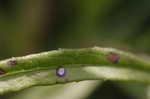 Tall ironweed